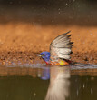 Painted Bunting Splash In A Pond