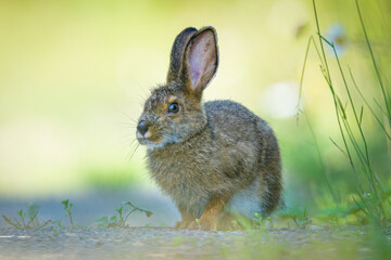 Snowshoe Hare with blurry green & yellow background