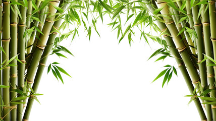 Wall Mural - verdant bamboo shoots as a frame border, isolated with negative space for layouts