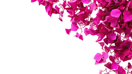 Sticker - vibrant bougainvillea petals as a frame border, isolated with negative space for layouts