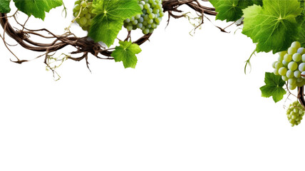 twisting grapevine tendrils as a frame border, isolated with negative space for layouts