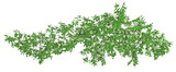 Fototapeta Sawanna - White rosa banksiae or Ivy green with leaf. Png transparency