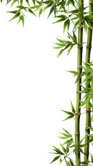 Wall Mural - verdant bamboo shoots as a frame border, isolated with negative space for layouts