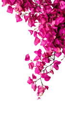 Wall Mural - vibrant bougainvillea petals as a frame border, isolated with negative space for layouts