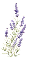 Wall Mural - enchanting lavender sprigs as a frame border, isolated with negative space for layouts