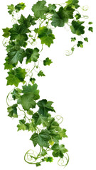 Wall Mural - spiraling vine tendrils as a frame border, isolated with negative space for layouts