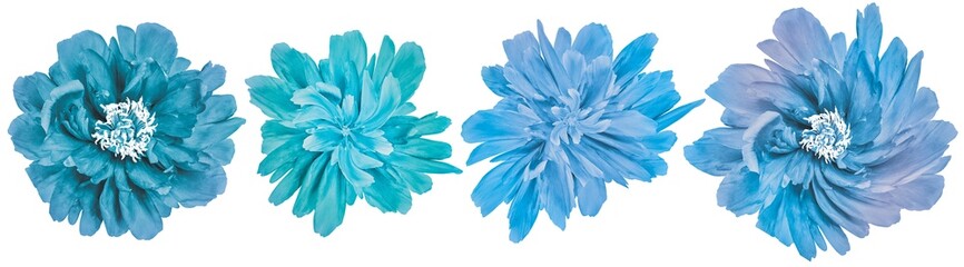 Wall Mural - Set  blue peonies  flowers   on white isolated background with clipping path. Closeup..  Nature.