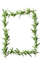  aromatic rosemary sprigs as a frame border, isolated with negative space for layouts