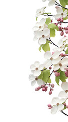 Wall Mural - blossoming dogwood flowers as a frame border, isolated with negative space for layouts