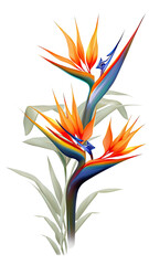 Wall Mural - exotic bird of paradise blooms as a frame border, isolated with negative space for layouts