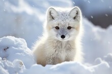 Baby Arctic Fox Vulpes Lagopus In Snow Habitat Winter. Generative AI