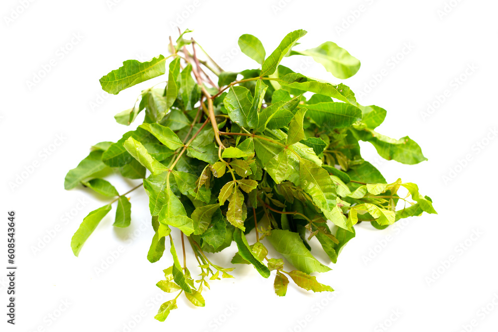Eooerr Ree Brazilian peppertree leaves on white background. Stock Photo | Adobe Stock