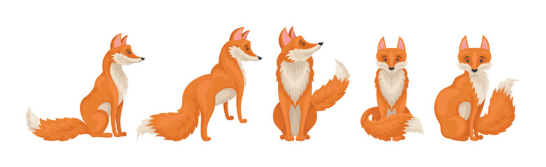 Wall Mural - red fox forest animal with pointed ears and bushy tail vector set