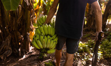 A Farmer Cutting A Banana Tree With A Machete