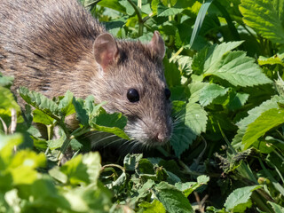 Common rat (Rattus norvegicus) with dark grey and brown fur walking in green grass in bright sunlight