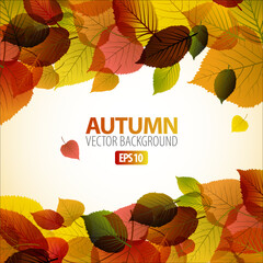 Sticker - Vector Autumn abstract background with colorful leafs and place for your text