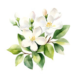 Watercolor floral bouquet illustration, jasmine flowers