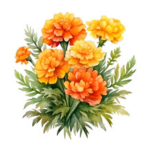 Watercolor Floral Bouquet Illustration, Marigold Flower