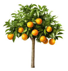 Wall Mural - Orange tree isolated. Generative AI.