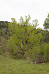 tree in the meadow