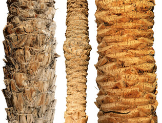 Detail of three trunks of palm trees isolated on white or transparent background, photography, png.
