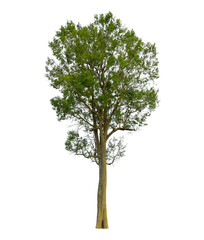 tree on transparent background