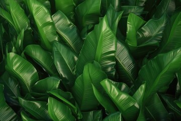 Wall Mural - Tropical banana palm leaves texture. Exotic green background. Generative AI