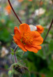 pomarańczowy kwiat