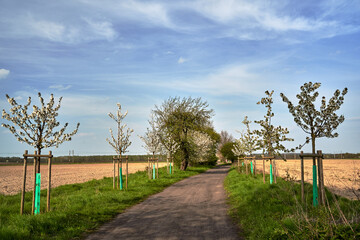 Wall Mural - Dirt road and white flowering fruit trees in spring