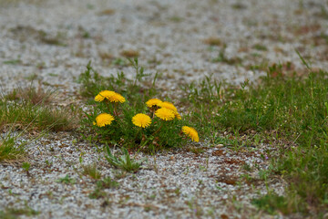 Wall Mural - Gewöhnlicher Löwenzahn (Taraxacum sect. Ruderalia)