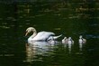 A Swan Family on a Pond