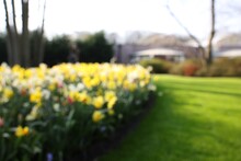 Blurred View Of Daffodil Flowers Growing In Park