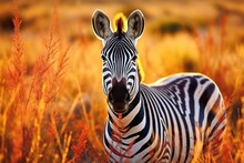 Zebra Strolling Through A Field Of Dry Grass - AI Generative