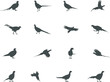 Pheasant silhouette, Flying pheasant silhouette, Pheasant SVG, Pheasant silhouette clip art, Bird silhouettes, Bird SVG, Bird clip art.