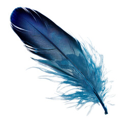 Wall Mural - blue feather isolated on transparent background cutout