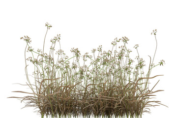 Wall Mural - scirpus autumn plant on transparent background, nature meadow, 3d render illustration.