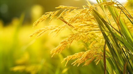 Yellow rice plant with paddy field background, copy space concept. Generative AI