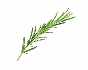 Sprig of fresh rosemary isolated on white