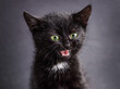 Funny happy surprised black kitten on grey background.