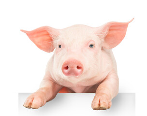 Wall Mural - Happy young pig hanging its paws over a white banner, isolated on white background. Funny animals emotions.