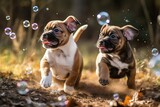Fototapeta Sport - Puppy, Playful dogs chasing after bubbles (Ai generated)