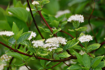 Wall Mural - Cornus alba - ornamental shrub of dogwood family in bloom