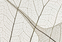 Textured Leaf With Veins And Stripes