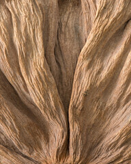 Dry brown surface of tree trunk