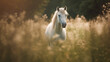 Soft focus image shot of white horse on grass background with a shallow field creating a soft landscape atmosphere.