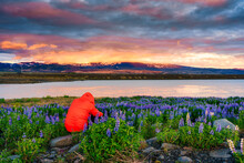 Traveler Man Taking A Photo With Lupine Flower Blooming And Colorful Sky In The Evening