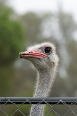 Wall Mural - Ostrich in the Parque Zoologico Lecoq in the capital of Montevideo in Uruguay.