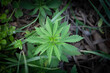 Selective blur on Cannabis plant, belonging to the Cannabis Sativa Ruderalis genus, growing freely in the nature. It's a wild feral cannabis type, growing naturally in eastern and central Europe.