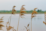 Fototapeta  - Wysokie trawy trzciny rosnące nad stawem w wietrzny pochmurny dzień 