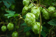 Hopfen - Close Up - Background - Humulus Lupulus - Fresh - Hops - Hoppy Cones - Beer - Green - Natural - Cones - Ecology - High Quality Photo		